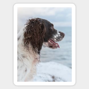 English Springer Spaniel looking out to Sea Sticker